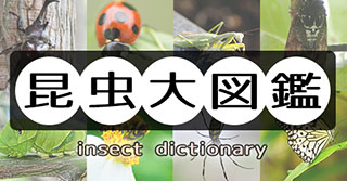 昆虫大図鑑