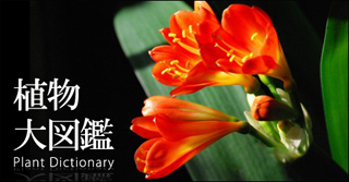 植物大図鑑