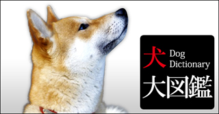 犬大図鑑