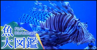 魚大図鑑