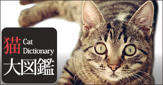 猫大図鑑