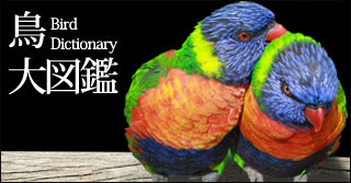 鳥大図鑑